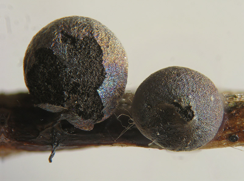 Lamproderma sauteri?